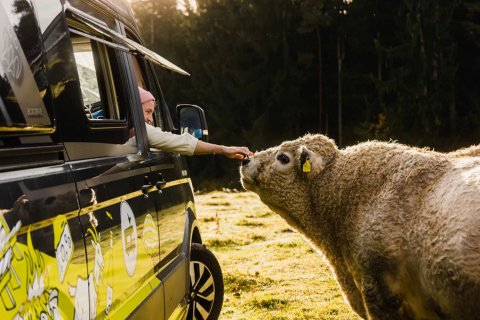 Campervan mit Kuh