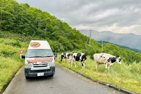 Kuhe auf der Straße