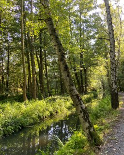 Ein schmaler Wasserlauf verläuft
                           durch einen dicht bewachsenen Laubwald. Eine schräg stehende Birke ragt über das dunkle Wasser, das von Farnen, Gräsern und
                           weiteren Bäumen gesäumt wird. Rechts führt ein schmaler Weg am Ufer entlang, Sonnenlicht fällt durch die Baumkronen.