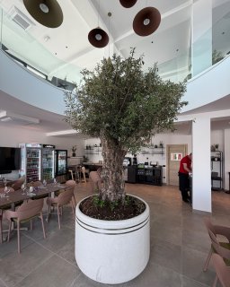 Innenbereich des Restaurants
                           im Camping Resort Šibenik. In der Mitte des Raumes steht ein großer Olivenbaum in einem Pflanzgefäß, umgeben von Tischen und
                           Sitzgelegenheiten.