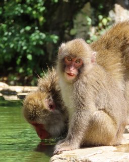 Snow Monkeys in Japan 