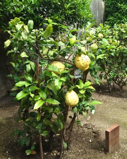 Zitronenbaum