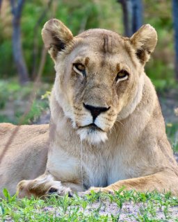 Reisebericht Namibien Botswana mit Dachzelt Löwe