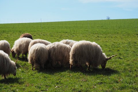 Schaf