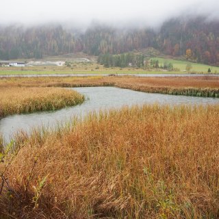 Feuchtgebiet am Pillersee mit Wasserläufen, goldbraunem Schilf und nebelverhangenem
                           Herbstwald.