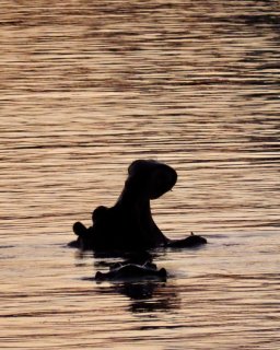 Reisebericht Namibien Botswana mit Dachzelt
                           Hippo
