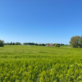 Ein weites, saftig grünes Getreidefeld im Ostseebad Rerik unter
                           einem makellos blauen Himmel. Am Horizont sind die Gebäude des Ostseecamps Seeblick, Bäume und ein rotes Dach auszumachen,
                           die harmonisch in die weite Naturlandschaft eingebettet sind.
