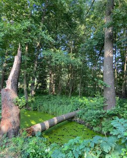 Ein schmaler Wasserlauf führt durch
                           einen dicht bewachsenen Laubwald. Die Wasseroberfläche ist fast vollständig von einer leuchtend grünen Pflanzendecke bedeckt.
                           Ein abgebrochener Baumstamm liegt quer über dem Wasser, links steht ein hoher, gesplitterter Baumstumpf.