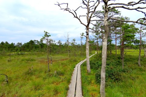 Reisebericht Baltikum Estland Laheema NP