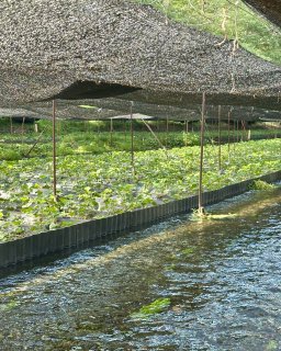 Daiso Wasabi Farm