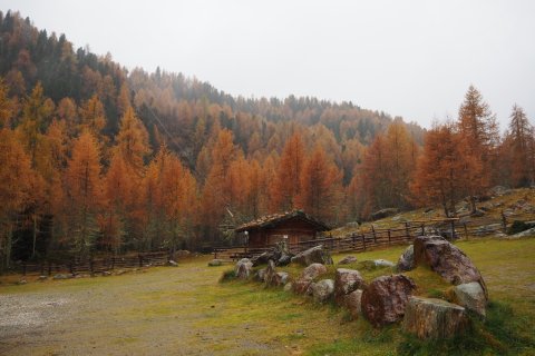 Südtirol Wald