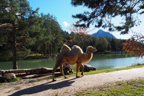 Südtirol Kamele