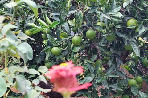 CampTour Sizilien 2025 Orangenbaum