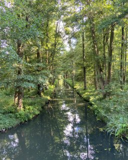 Ein schmaler, geradliniger Wasserlauf führt durch einen dicht bewachsenen
                           Laubwald. Auf der ruhigen, dunklen Wasseroberfläche spiegeln sich Baumstämme, Blätter und Sonnenlicht. Farne, Gräser und weitere
                           Pflanzen säumen beide Ufer.