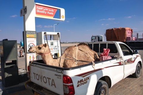 Reisebericht Oman Wüstenschiff auf Pick-up