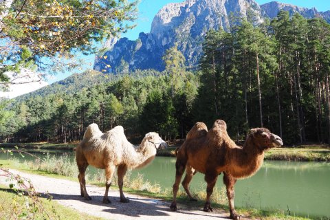 Südtirol Kamele