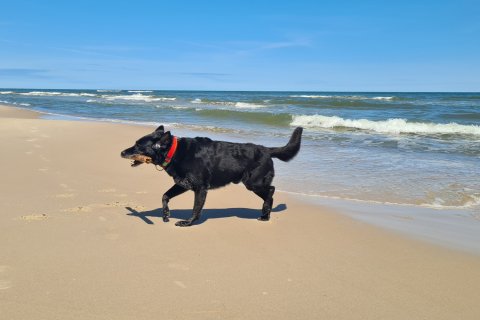 Hund am Ostseestrand