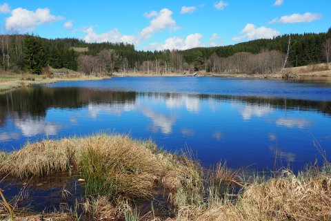 Teich nahe Tanner Moor Liebenau