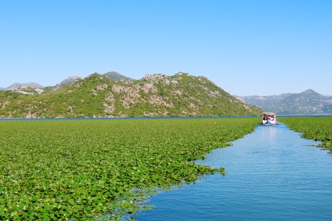 Shkodra See