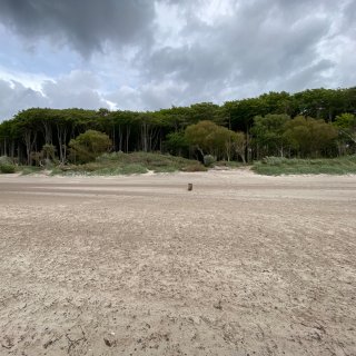 Blick von der breiten, sandigen
                           Strandfläche auf den direkt angrenzenden Küstenwald. Die dunkle, dichte Wand aus hohen Bäumen bildet eine markante Kulisse
                           hinter den flachen Küstendünen. Über der Szenerie hängt eine dichte, graue Wolkendecke.