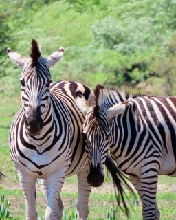 Reisebericht Namibien Botswana mit Dachzelt
                           Zebra