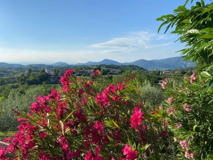 Auf dem Bild ist ein Blumenstrauch abfotografiert mit roten
                           und rosaroten Blumen. Im Hintergrund sieht man das Vipava-Tal in Slowenien.