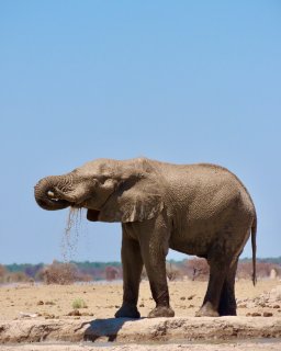 Reisebericht Namibien Botswana mit Dachzelt
                           Elifant