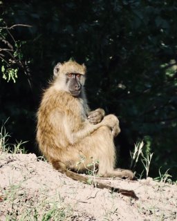 Reisebericht Namibien Botswana mit Dachzelt Affe