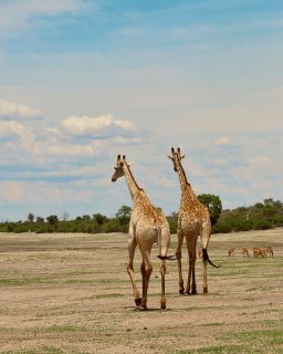 Reisebericht Namibien Botswana mit Dachzelt
                           Giraffe