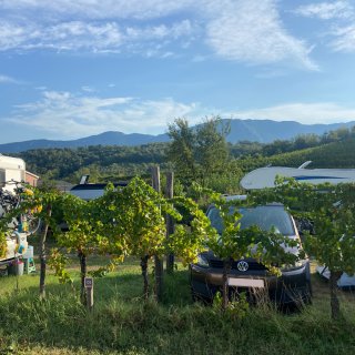 Ein grasbewachsener Camping-Stellplatz, der im Vordergrund durch eine Reihe grüner Weinreben natürlich begrenzt wird.
                           An einem Rebstock ist ein kleines Schild mit der Parzellennummer 