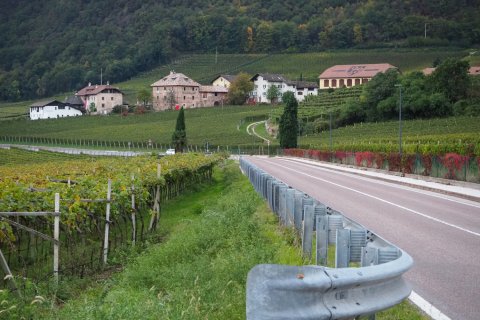 Südtirol Weinbäume