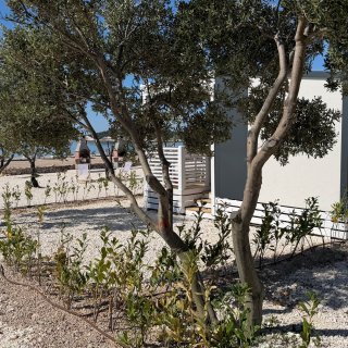 Ein Mobile Home auf dem Camping Resort Sibenik, umgeben
                           von Olivenbäumen und neu angelegten Pflanzen. Im Hintergrund sind der Strandbereich und Grillstellen nahe dem Wasser zu sehen.