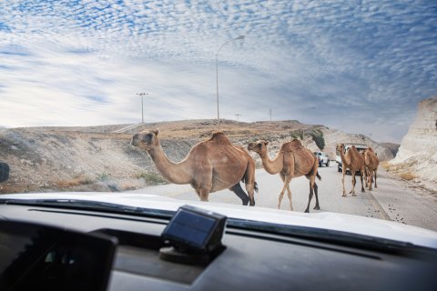 Reisebericht Oman typischer gegenverkehr