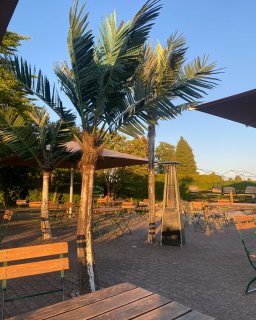 Der einladende Biergarten des Restaurants
                           im Ostsee-Campingpark Zierow im warmen Abendlicht. Zwischen hölzernen Biertischgarnituren und großen Sonnenschirmen ragen
                           künstliche Palmen empor. Ein moderner Heizstrahler steht auf dem gepflasterten Boden, umgeben von grünen Hecken im Hintergrund.