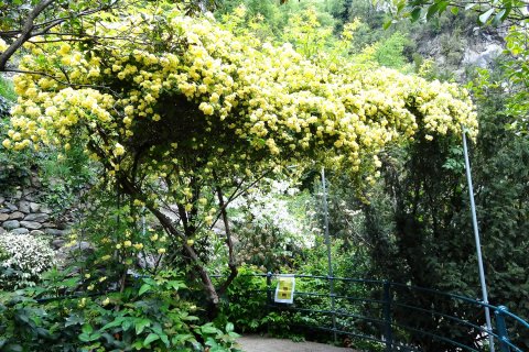 Blume Meran Wanderung