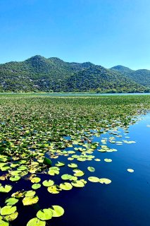 Shkodra See, am Wasser.