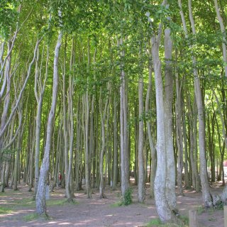 Ein Blick hinein
                           in den dichten, lichtdurchfluteten Küstenwald von Graal-Müritz. Unzählige schlanke, helle Baumstämme von Buchen ragen eng
                           nebeneinander empor und tragen ein geschlossenes, saftig grünes Blätterdach, durch das die Sommersonne sanft auf den sandig-erdigen
                           Waldboden fällt.