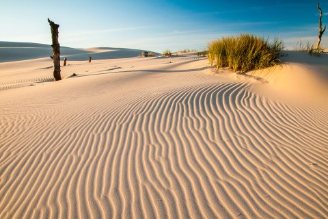 Wanderdüne in Leba, nur ein paar vereinzelte
                           kahle Baumstämme ragen aus dem Sand und ein paar grüne Gräser, ansonsten nur feiner gelber Sand im Bild.
