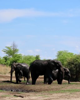 Reisebericht Namibien Botswana mit Dachzelt
                           Elifanten