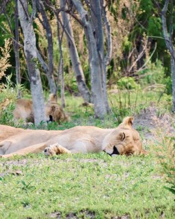 Reisebericht Namibien Botswana mit Dachzelt
                           2 Löwe