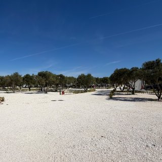Geschotterte Parzellen im Camping Resort
                           Šibenik mit zahlreichen Olivenbäumen und niedriger Bepflanzung. Im Hintergrund sind vereinzelt Reisemobile und weitere Stellflächen
                           zu sehen.