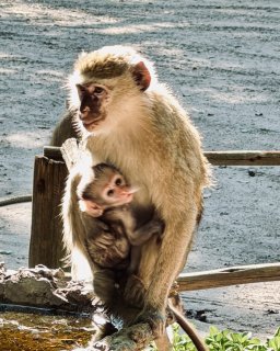 Reisebericht Namibien Botswana mit Dachzelt Affe
                           mit Babyaffe
