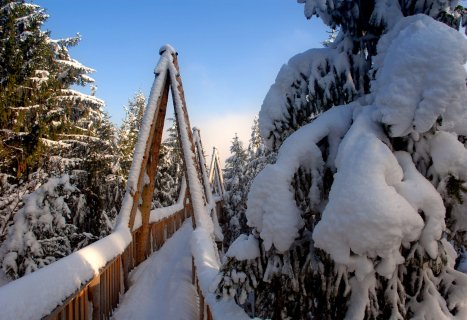 In 10 Metern Höhe befindet sich das Baumhotel
                           in Kopfing 