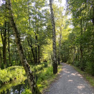 in geschotterter
                           Weg führt durch einen dicht bewachsenen Laubwald. Links verläuft ein schmaler Wasserlauf zwischen Birken, Farnen und weiteren
                           grünen Pflanzen. Sonnenlicht fällt durch die Baumkronen auf den Weg und das Wasser.