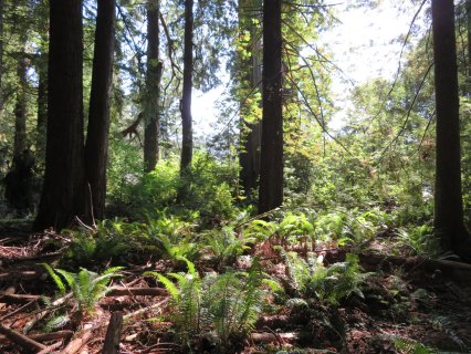 Redwood-Nationalpark