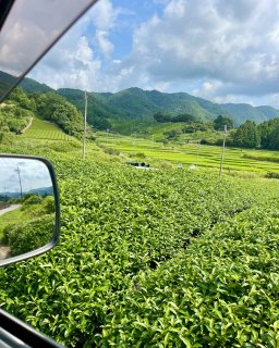 Wazuka Teeplantagen