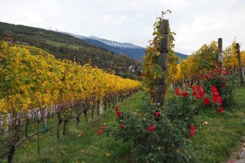 Südtirol Bergen Wein