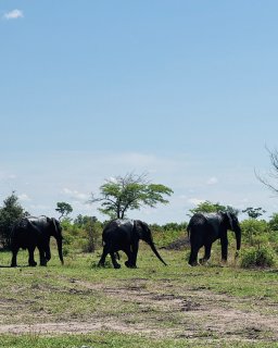 Reisebericht Namibien Botswana mit Dachzelt
                           Elifanten