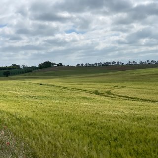 Die hügelige
                           Kulturlandschaft der Mecklenburgischen Schweiz. Ein weites, grünes Getreidefeld erstreckt sich über sanfte Hügel hinweg bis
                           zu einer Baumreihe am Horizont unter einem bewölkten Sommerhimmel. Am linken unteren Bildrand sind vereinzelte rote Mohnblumen
                           zu sehen.