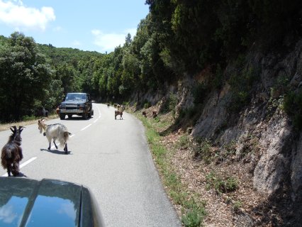 Ziegen und Wildschweine sind
                           häufig unsere Begleiter.